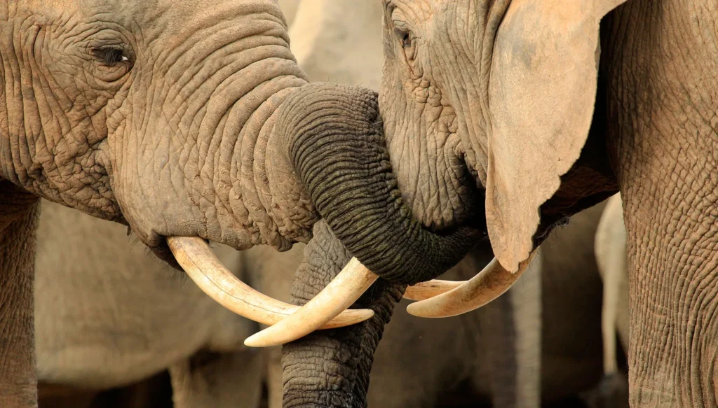 Top German addo safari company - South Africa