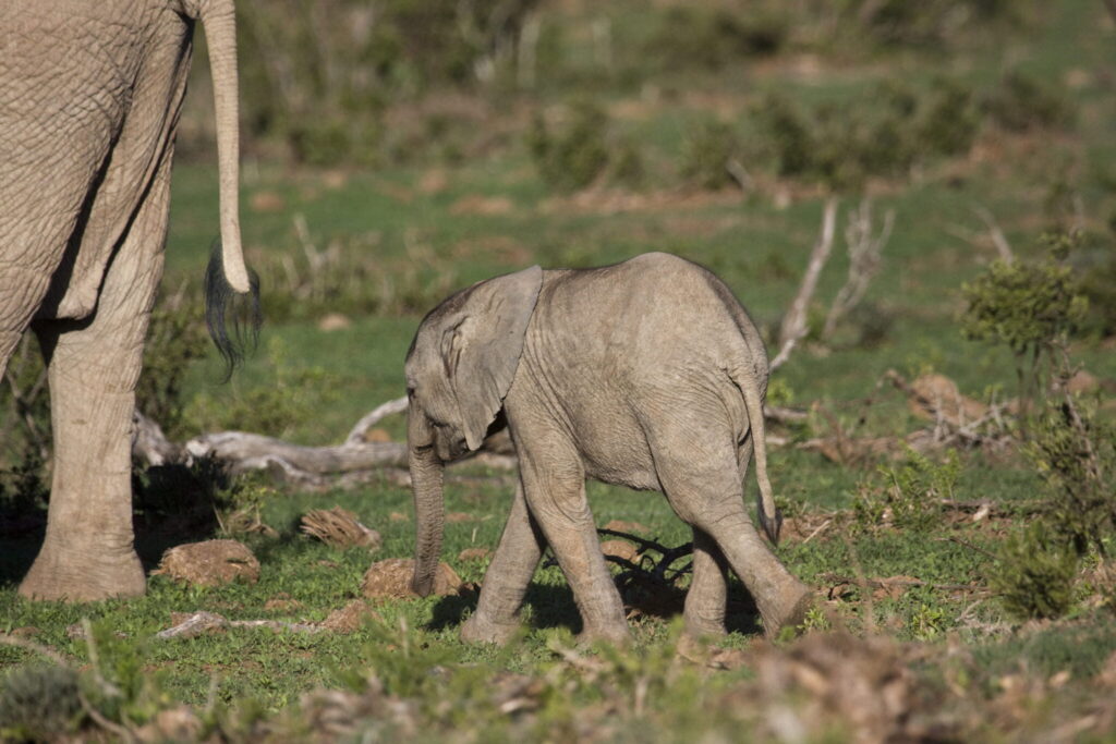 Top German elephant000002 large - South Africa