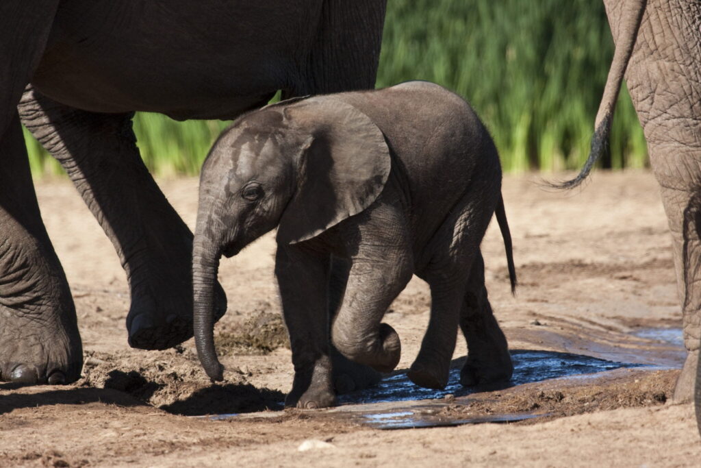 Top German elephant000009 large - South Africa