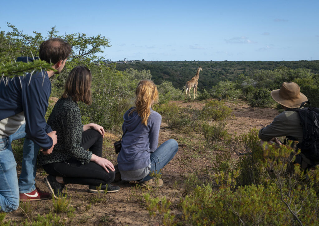Top German Giraffe tracking experiences on foot - South Africa