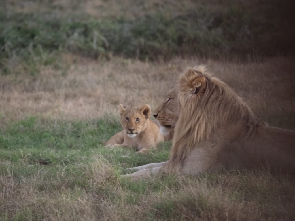 Top German P4168806 - South Africa