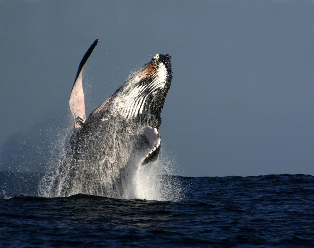Top German Whale Watching Port Elizabeth - South Africa
